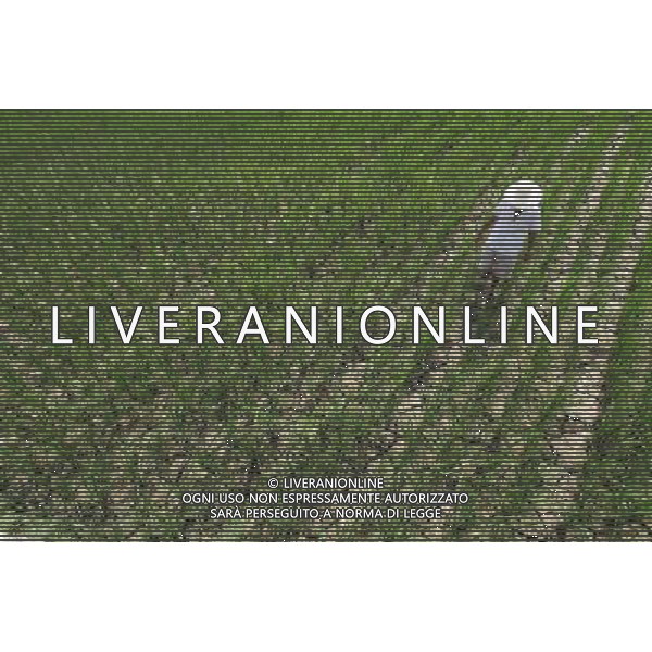 (110730) -- ANSHUN, July 30, 2011 () -- A farmer checks in paddy field in Puding County of Anshun, southwest China\'s Guizhou Province, July 29, 2011. Twenty-nine cities and counties of the province have been affected by the severe drought since July. (/Lu Wei)(mcg)