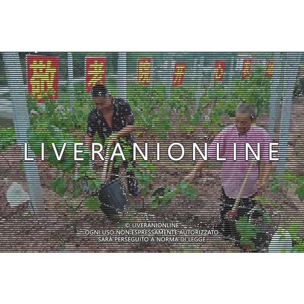 (110730) -- NANCHONG, July 30, 2011 () -- Two residents water the grapevines in the Happy Farm of a nursing home in Nanchong, southwest China\'s Sichuan Province, July 29, 2011. To entertain and enrich residents\' daily life, the staff in the Nursing Home of Changle Township built the Happy Farm where the elder can enjoy farming happiness. (/Li Xiangyu) (yby)