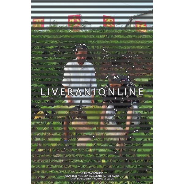 (110730) -- NANCHONG, July 30, 2011 () -- Two residents harvest pumpkins in the Happy Farm of a nursing home in Nanchong, southwest China\'s Sichuan Province, July 29, 2011. To entertain and enrich residents\' daily life, the staff in the Nursing Home of Changle Township built the Happy Farm where the elder can enjoy farming happiness.. (/Li Xiangyu) (yby)