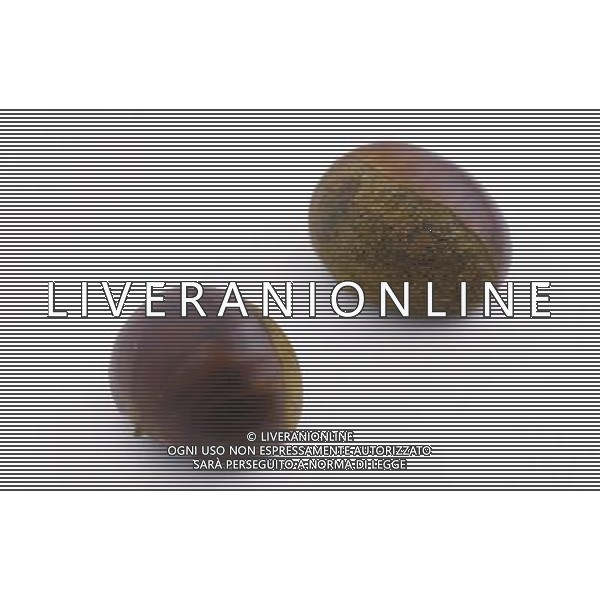 SITUATION CASTAGNE FRUTTO AGENZIA ALDO LIVERANI IFC