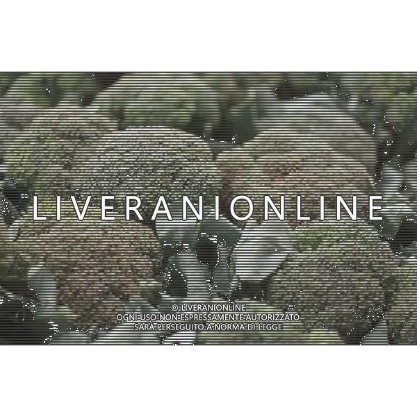 SITUATION CAVOLFIORE VERDE AGENZIA ALDO LIVERANI IFC