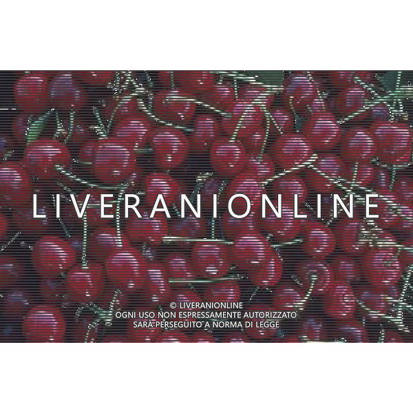 SITUATION CILIEGE FRUTTA AGENZIA ALDO LIVERANI IFC
