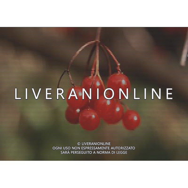 SITUATION CILIEGE FRUTTA AGENZIA ALDO LIVERANI IFC