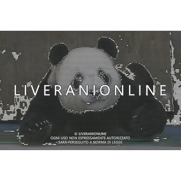 Bildnummer: 55629845 Datum: 29.07.2011 Copyright: imago/ (110729) -- WUHAN, July 29, 2011 () -- A giant panda enjoys himself in an air-conditioned room in Wuhan Zoo in Wuhan, capital of central China s Hubei Province, July 29, 2011. The temperature in Wuhan reached 36 degrees Celsius on Friday. () (cxy) #CHINA-HUBEI-WUHAN-PANDA (CN) PUBLICATIONxNOTxINxCHN Gesellschaft Tiere Abk¸hlung Pandab‰r Hitze Sommer Eis Eisblock kurios Komik x0x xst premiumd 2011 quer Bildnummer 55629845 Date 29 07 2011 Copyright Imago Wuhan July 29 2011 a Giant Panda enjoys himself in to Air conditioned Room in Wuhan Zoo in Wuhan Capital of Central China S Hubei Province July 29 2011 The temperature in Wuhan reached 36 Degrees Celsius ON Friday Cxy # CHINA Hubei Wuhan Panda CN PUBLICATIONxNOTxINxCHN Society Animals Cooling Panda bear Heat Summer Ice Ice Block funny comic x0x premiumd 2011 horizontal