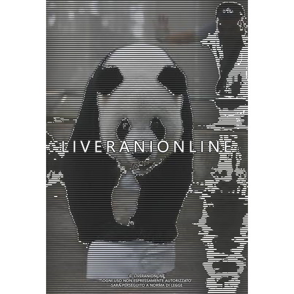 Bildnummer: 55629844 Datum: 29.07.2011 Copyright: imago/ (110729) -- WUHAN, July 29, 2011 () -- A giant panda has fun with a big piece of ice while cooling itself in Wuhan Zoo in Wuhan, capital of central China s Hubei Province, July 29, 2011. The temperature in Wuhan reached 36 degrees Celsius on Friday. () (cxy) #CHINA-HUBEI-WUHAN-PANDA (CN) PUBLICATIONxNOTxINxCHN Gesellschaft Tiere Abk¸hlung Pandab‰r Hitze Sommer Eis Eisblock kurios Komik x0x xst premiumd 2011 hoch Bildnummer 55629844 Date 29 07 2011 Copyright Imago Wuhan July 29 2011 a Giant Panda has Fun With a Big Piece of ICE while Cooling itself in Wuhan Zoo in Wuhan Capital of Central China S Hubei Province July 29 2011 The temperature in Wuhan reached 36 Degrees Celsius ON Friday Cxy # CHINA Hubei Wuhan Panda CN PUBLICATIONxNOTxINxCHN Society Animals Cooling Panda bear Heat Summer Ice Ice Block funny comic x0x premiumd 2011 vertical