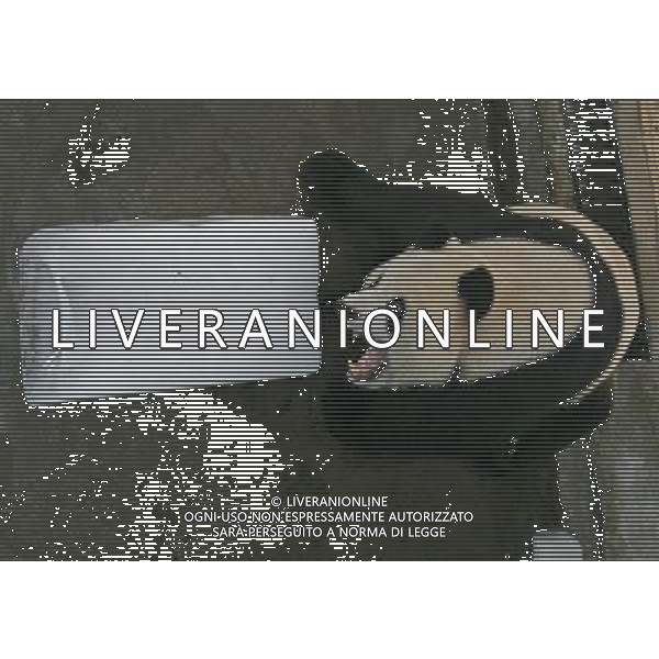 Bildnummer: 55629843 Datum: 29.07.2011 Copyright: imago/ (110729) -- WUHAN, July 29, 2011 () -- A giant panda tries to bite a big piece of ice to cool itself in Wuhan Zoo in Wuhan, capital of central China s Hubei Province, July 29, 2011. The temperature in Wuhan reached 36 degrees Celsius on Friday. () (cxy) #CHINA-HUBEI-WUHAN-PANDA (CN) PUBLICATIONxNOTxINxCHN Gesellschaft Tiere Abk¸hlung Pandab‰r Hitze Sommer Eis Eisblock kurios Komik x0x xst premiumd 2011 quer Bildnummer 55629843 Date 29 07 2011 Copyright Imago Wuhan July 29 2011 a Giant Panda tries to BITE a Big Piece of ICE to cool itself in Wuhan Zoo in Wuhan Capital of Central China S Hubei Province July 29 2011 The temperature in Wuhan reached 36 Degrees Celsius ON Friday Cxy # CHINA Hubei Wuhan Panda CN PUBLICATIONxNOTxINxCHN Society Animals Cooling Panda bear Heat Summer Ice Ice Block funny comic x0x premiumd 2011 horizontal