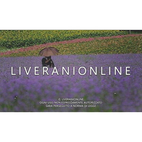 (110801) SHENYANG, Aug. 1, 2011 () People visit the lavender theme park in Shenyang, capital city of northeast China\'s Liaoning Province, July 31, 2011. The park, covering an area of 333 hectares, opened for public on Sunday. (/Li Yuze) (dtf)