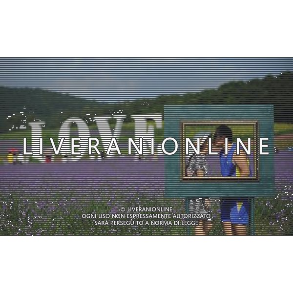 (110801) SHENYANG, Aug. 1, 2011 () Visitors pose for photos at a lavender theme park in Shenyang, capital city of northeast China\'s Liaoning Province, July 31, 2011. The park, covering an area of 333 hectares, opened for public on Sunday. (/Li Yuze) (dtf)