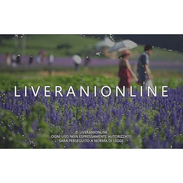 (110801) SHENYANG, Aug. 1, 2011 () Visitors stroll through a flower feild at a lavender theme park in Shenyang, capital city of northeast China\'s Liaoning Province, July 31, 2011. The park, covering an area of 333 hectares, opened for public on Sunday. (/Li Yuze) (dtf)