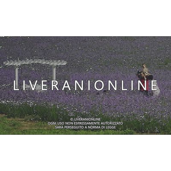 (110801) SHENYANG, Aug. 1, 2011 () Visitors stroll through a flower feild at a lavender theme park in Shenyang, capital city of northeast China\'s Liaoning Province, July 31, 2011. The park, covering an area of 333 hectares, opened for public on Sunday. (/Li Yuze) (dtf)