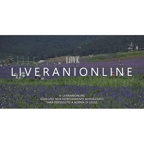 (110801) SHENYANG, Aug. 1, 2011 () People visit the lavender theme park in Shenyang, capital city of northeast China\'s Liaoning Province, July 31, 2011. The park, covering an area of 333 hectares, opened for public on Sunday. (/Li Yuze) (dtf)