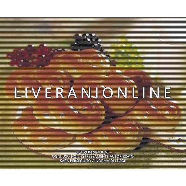 SITUATION DOLCI-BISCOTTI AGENZIA ALDO LIVERANI