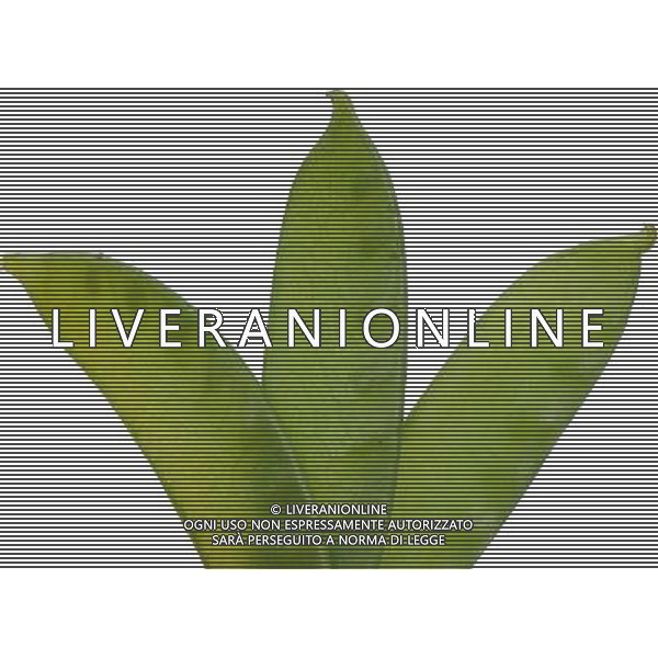 SITUATION FAVE AGENZIA ALDO LIVERANI IFC