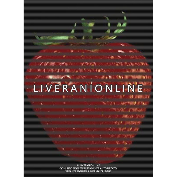 NELLA FOTO FRAGOLE SITUATION AGENZIA ALDO LIVERANI IFC