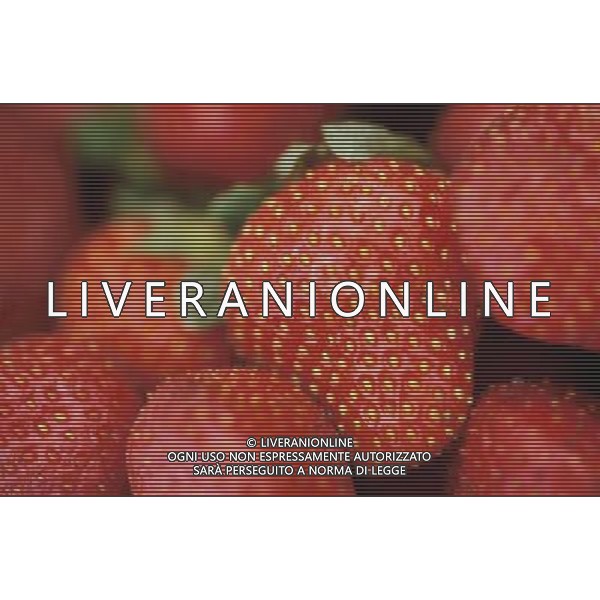 NELLA FOTO FRAGOLE SITUATION AGENZIA ALDO LIVERANI IFC