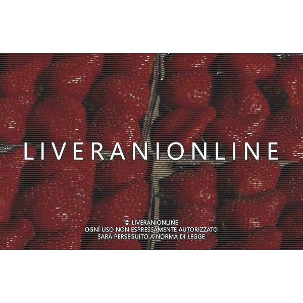 NELLA FOTO FRAGOLE SITUATION AGENZIA ALDO LIVERANI IFC