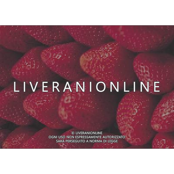 NELLA FOTO FRAGOLE SITUATION AGENZIA ALDO LIVERANI IFC