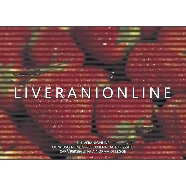 NELLA FOTO FRAGOLE SITUATION AGENZIA ALDO LIVERANI IFC