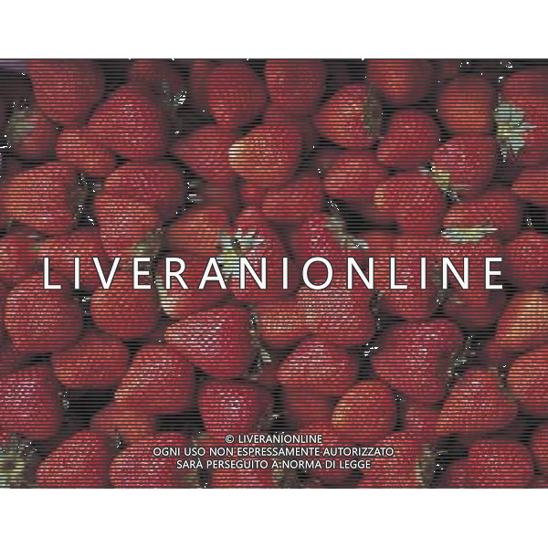 NELLA FOTO FRAGOLE SITUATION AGENZIA ALDO LIVERANI IFC