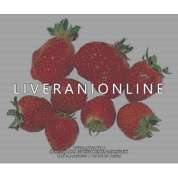 NELLA FOTO FRAGOLE SITUATION AGENZIA ALDO LIVERANI IFC
