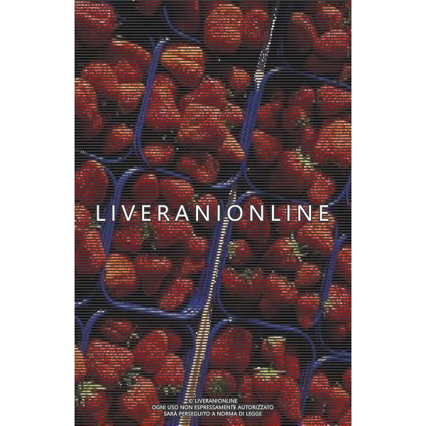 NELLA FOTO FRAGOLE SITUATION AGENZIA ALDO LIVERANI IFC
