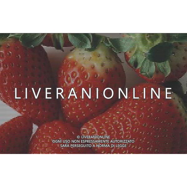 NELLA FOTO FRAGOLE SITUATION AGENZIA ALDO LIVERANI IFC