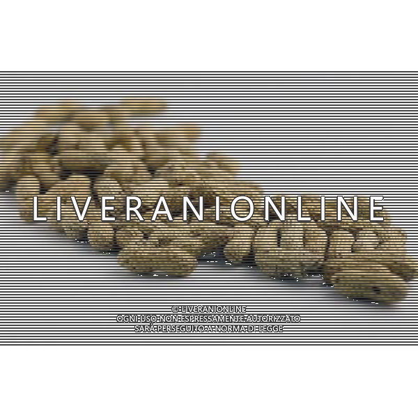SITUATION NOCCIOLINE AGENZIA ALDO LIVERANI IFC