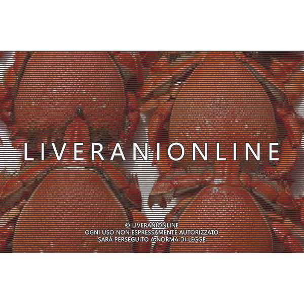 SITUATION GRANCHI-CROSTACEI AGENZIA ALDO LIVERANI IFC