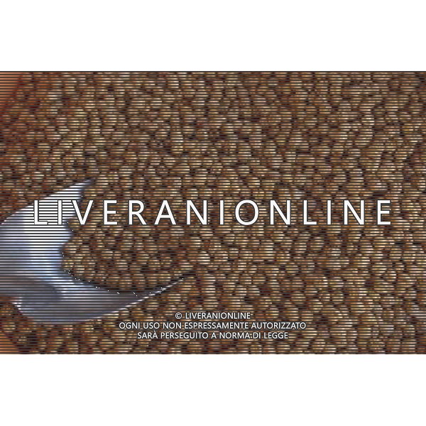SITUATION NOCCIOLE AGENZIA ALDO LIVERANI IFC