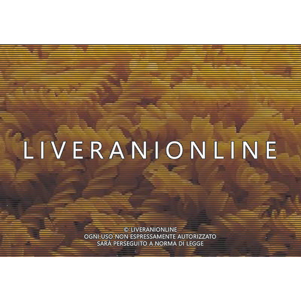 SITUATION PASTA FUSILLI AGENZIA ALDO LIVERANI IFC