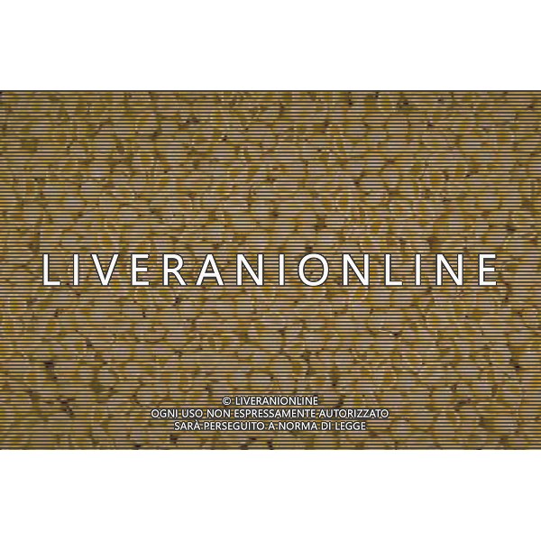 SITUATION PASTA CONCHIGLIE AGENZIA ALDO LIVERANI IFC