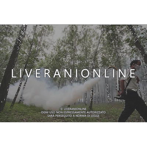 (110802) -- LIANYUNGANG, Aug. 2, 2011 () -- A staff worker of local forestry authority releases pesticides to control Fall Webworm in Ganyu County, east China\'s Jiangsu Province, Aug. 2, 2011. Some 1,500 workers of 260 deinsectization teams were dispatched to fight against the invasion of Fall Webworm in Ganyu County. Fall Webworm (Hyphantria cunea) poses a great menace of massive peril of defoliation to plant species. (/Si Wei)(mcg)