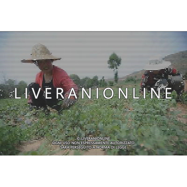 (110802) -- LANZHOU, Aug. 2, 2011 () -- Farmers work in the liquorice field in Caizi Town, Longxi County, northwest China\'s Gansu Province, Aug. 1, 2011. On July 29 in a village clinic, Chang Faguo, 70, of the Luzhou village, receives herbal drugs from doctor Zhang Yuwen of Ma\'er Village neighbouring Luzhou and then rides home. Luzhou, located in the Wuwei City\'s Liangzhou District in northwest China\'s Gansu Province, is one of the impoverished villages in the poor province. Herbal drugs are very common in Liangzhou where most of the village doctors are skillful at the Traditional Chinese Medicine (TCM). \'Compared with Western medicines, herbal drugs are really cheap for farmers, especially in treating chronic diseases,\' Zhang said, \'take Chang for example, he needs a long-term medication as he has suffered from chronic stomach disease for nearly 20 years. Conventional chemical drugs will cost him 24 RMB yuan every two days whereas the TCM herbs only need 14 RMB yuan. Saving 10 RMB yuan matters much for a famer\'s family whose annual income is merely 5,000 RMB yuan.\' After the founding of the People\'s Republic of China in 1949, rural people had access to subsidized health clinics run by \'barefoot doctors,\' who were basically middle-school students trained in first aid. Those \'barefoot doctors\' used to prescribe herbs to treat diseases for farmers, which were common and easy to obtain in the countryside. The primitive service, essentially free, played a role in doubling the country\'s average life expectancy from 35 years in 1949 to 68 years in 1978. When China began its economic reform in the early 1980s, the system was dismantled as the country attempted to switch to a market-oriented healthcare system. But the government failed to establish a viable substitute, leaving its large rural population without health insurance. A national health survey in 2003 revealed about 73 percent of people in rural areas who should have sought medical treatment chose no