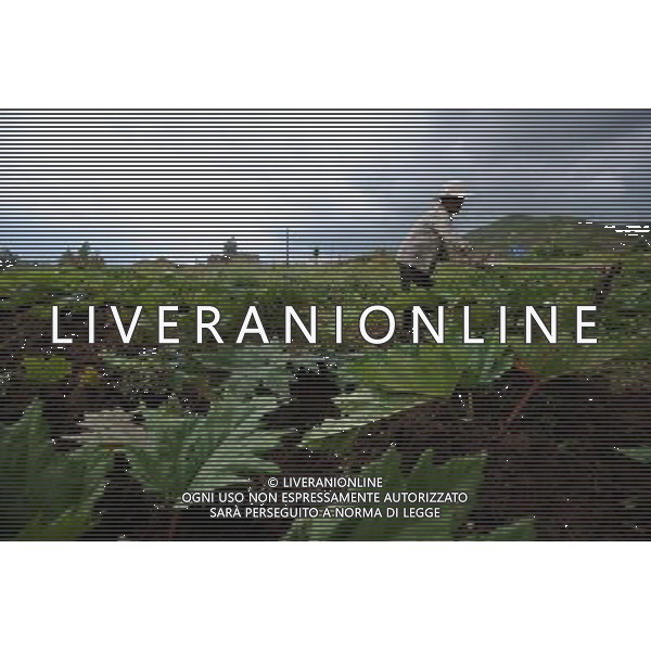 (110802) -- LANZHOU, Aug. 2, 2011 () -- A farmer works in the rhubarb field in Mazichuan Village, Minxian County, northwest China\'s Gansu Province, Aug. 1, 2011. On July 29 in a village clinic, Chang Faguo, 70, of the Luzhou village, receives herbal drugs from doctor Zhang Yuwen of Ma\'er Village neighbouring Luzhou and then rides home. Luzhou, located in the Wuwei City\'s Liangzhou District in northwest China\'s Gansu Province, is one of the impoverished villages in the poor province. Herbal drugs are very common in Liangzhou where most of the village doctors are skillful at the Traditional Chinese Medicine (TCM). \'Compared with Western medicines, herbal drugs are really cheap for farmers, especially in treating chronic diseases,\' Zhang said, \'take Chang for example, he needs a long-term medication as he has suffered from chronic stomach disease for nearly 20 years. Conventional chemical drugs will cost him 24 RMB yuan every two days whereas the TCM herbs only need 14 RMB yuan. Saving 10 RMB yuan matters much for a famer\'s family whose annual income is merely 5,000 RMB yuan.\' After the founding of the People\'s Republic of China in 1949, rural people had access to subsidized health clinics run by \'barefoot doctors,\' who were basically middle-school students trained in first aid. Those \'barefoot doctors\' used to prescribe herbs to treat diseases for farmers, which were common and easy to obtain in the countryside. The primitive service, essentially free, played a role in doubling the country\'s average life expectancy from 35 years in 1949 to 68 years in 1978. When China began its economic reform in the early 1980s, the system was dismantled as the country attempted to switch to a market-oriented healthcare system. But the government failed to establish a viable substitute, leaving its large rural population without health insurance. A national health survey in 2003 revealed about 73 percent of people in rural areas who should have sought medical treatment