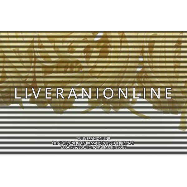 SITUATION PASTA-TAGLIATELLE AGENZIA ALDO LIVERANI IFC