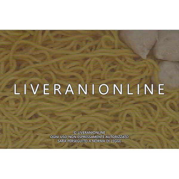 SITUATION PASTA AGENZIA ALDO LIVERANI IFC