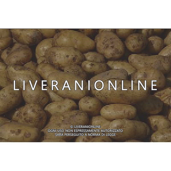 NELLA FOTO PATATE SITUATION AGENZIA ALDO LIVERANI IFC