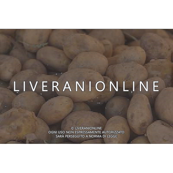 NELLA FOTO PATATE SITUATION AGENZIA ALDO LIVERANI IFC