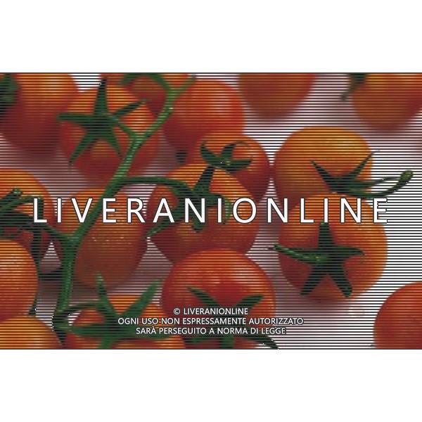 SITUATION POMODORI FRUTTA-VERDURA AGENZIA ALDO LIVERANI