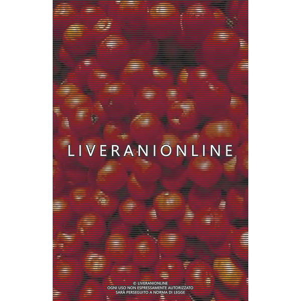 FRUTTA 2004 NELLA FOTO POMODORI SITUATION AGENZIA ALDO LIVERANI