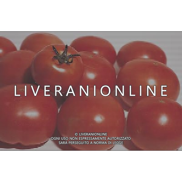 SITUATION POMODORI FRUTTA-VERDURA AGENZIA ALDO LIVERANI