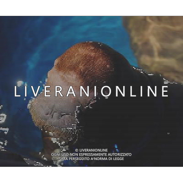 (110805) HARBIN, Aug. 5, 2011 Photo taken on Aug. 5, 2011 shows a two year old elephant seal in Harbin, capital of northeast China\'s Heilongjiang Province. A female and a male elephant seals came to China from Russia 40 days ago. They arrived in Harbin on Friday after the first leg in Dalian, a coastal city in northeast China\'s Liaoning Province, preparing for a marine animal performance. (/Wang Song) (ry)