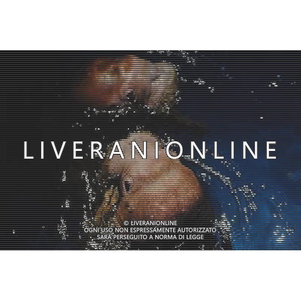 (110805) HARBIN, Aug. 5, 2011 Photo taken on Aug. 5, 2011 shows a pair of two year old elephant seals in Harbin, capital of northeast China\'s Heilongjiang Province. A female and a male elephant seals came to China from Russia 40 days ago. They arrived in Harbin on Friday after the first leg in Dalian, a coastal city in northeast China\'s Liaoning Province, preparing for a marine animal performance. (/Wang Song) (ry)