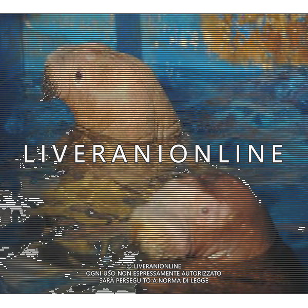 (110805) HARBIN, Aug. 5, 2011 Photo taken on Aug. 5, 2011 shows a pair of two year old elephant seals in Harbin, capital of northeast China\'s Heilongjiang Province. A female and a male elephant seals came to China from Russia 40 days ago. They arrived in Harbin on Friday after the first leg in Dalian, a coastal city in northeast China\'s Liaoning Province, preparing for a marine animal performance. (/Wang Song) (ry)