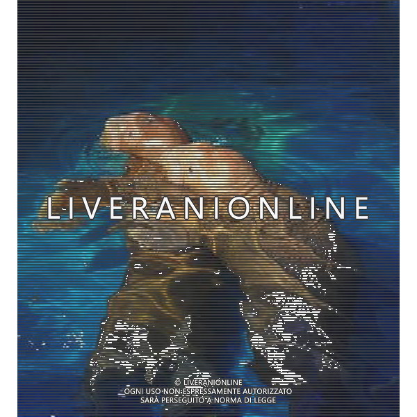 (110805) HARBIN, Aug. 5, 2011 Photo taken on Aug. 5, 2011 shows a pair of two year old elephant seals in Harbin, capital of northeast China\'s Heilongjiang Province. A female and a male elephant seals came to China from Russia 40 days ago. They arrived in Harbin on Friday after the first leg in Dalian, a coastal city in northeast China\'s Liaoning Province, preparing for a marine animal performance. (/Wang Song) (ry)