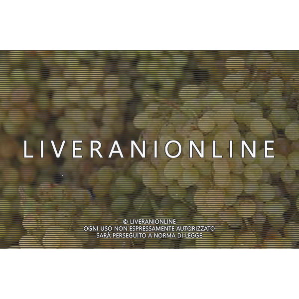 FRUTTA 2004 NELLA FOTO UVA SITUATION AGENZIA ALDO LIVERANI