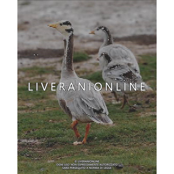 (110804) -- QINGHAI, Aug. 4, 2011 () -- Two bar-headed gooses take a walk on the wetland beside Gyaring Lake in Maduo County, northwest China\'s Qinghai Province, Aug. 4, 2011. In recent years, local governments have made efforts to the protection of Gyaring Lake and Ngoring Lake, the two biggest freshwater lakes at the sources of the Yellow River. As the ecological environment of the wetland region is improved, rich species of wild birds have been attracted there. (/Wu Guangyu) (lj)