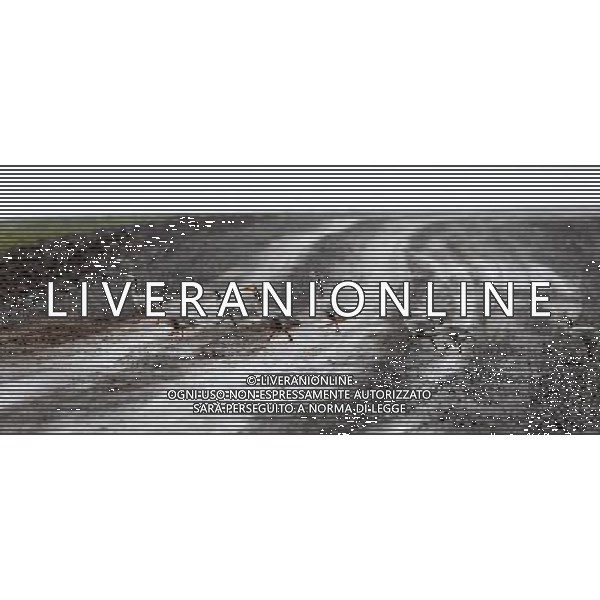 (110804) -- QINGHAI, Aug. 4, 2011 () -- A group of bar-headed gooses cross the road beside Ngoring Lake in Maduo County, northwest China\'s Qinghai Province, Aug. 4, 2011. In recent years, local governments have made efforts to the protection of Gyaring Lake and Ngoring Lake, the two biggest freshwater lakes at the sources of the Yellow River. As the ecological environment of the wetland region is improved, rich species of wild birds have been attracted there. (/Wu Guangyu) (lj)