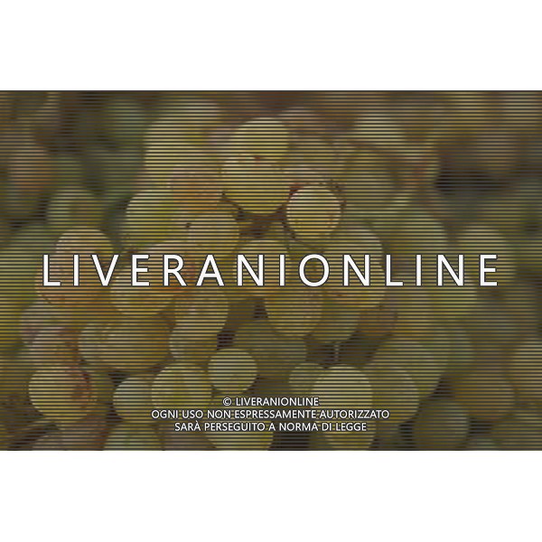 FRUTTA 2004 NELLA FOTO UVA SITUATION AGENZIA ALDO LIVERANI