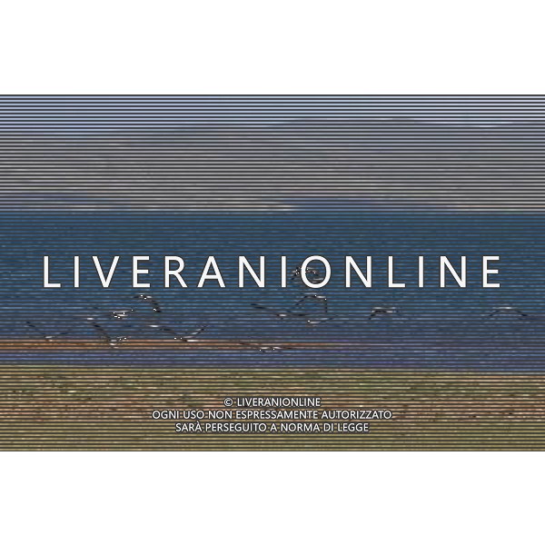 (110804) -- QINGHAI, Aug. 4, 2011 () -- A group of bar-headed gooses hover above Ngoring Lake in Maduo County, northwest China\'s Qinghai Province, Aug.4, 2011. In recent years, local governments have made efforts to the protection of Gyaring Lake and Ngoring Lake, the two biggest freshwater lakes at the sources of the Yellow River. As the ecological environment of the wetland region is improved, rich species of wild birds have been attracted there. (/Wu Guangyu) (lj)